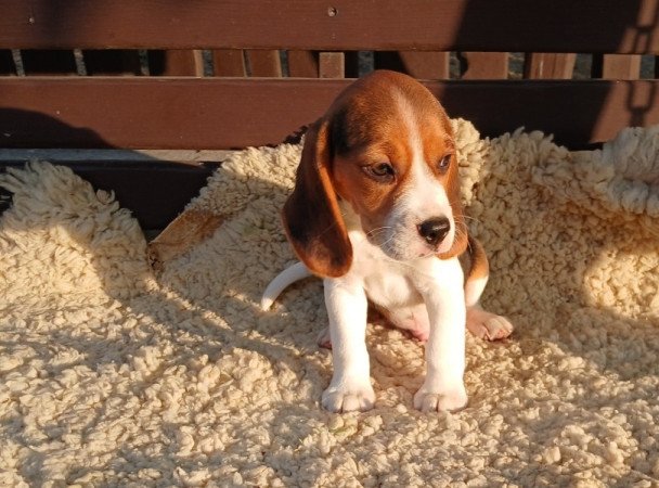 Beagle