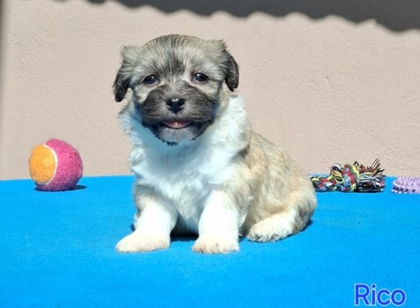 Bichon havanese