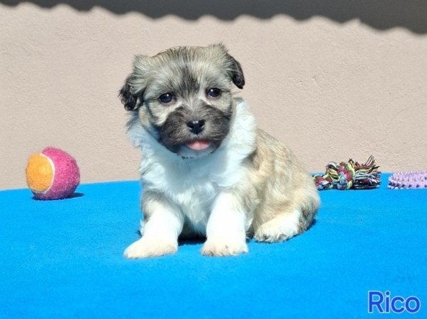 Bichon havanese