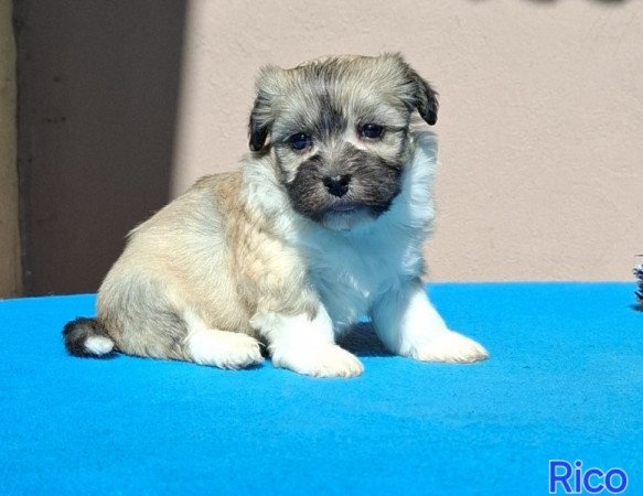 Bichon havanese