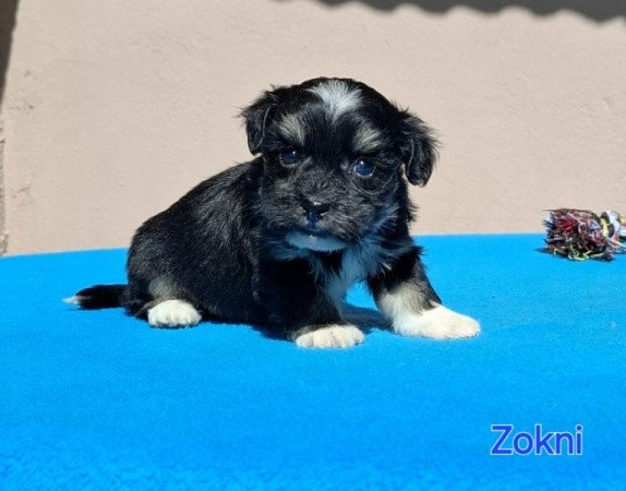 Bichon havanese