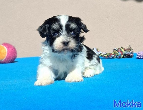 Bichon havanese