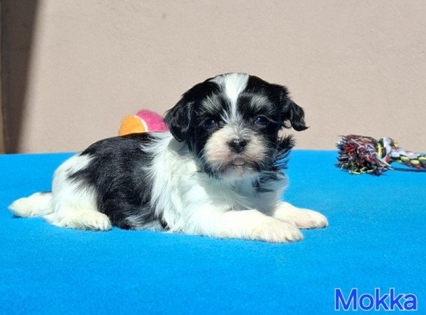 Bichon havanese