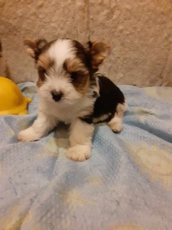 Yorkshire terrier biewer