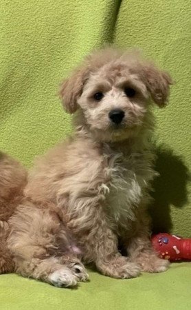 Maltipoo maltai es torpe uszkar