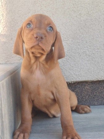 Vizsla