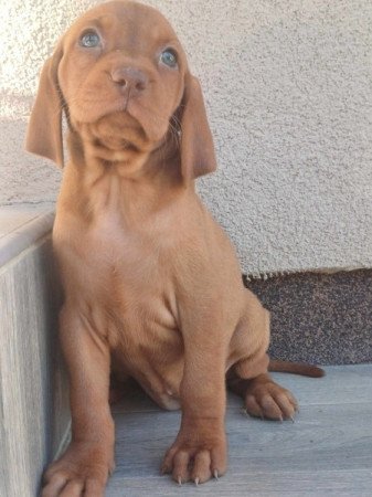 Vizsla