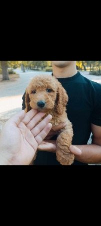 Golden retriever uszkár Goldendoodle