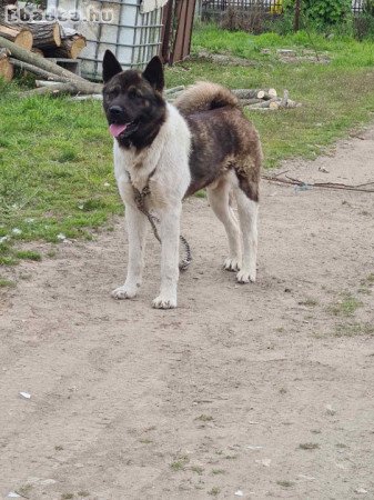 Akita inu ingyen elvihető