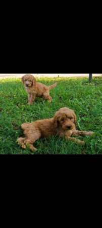 Golden retriever uszkár Goldendoodle