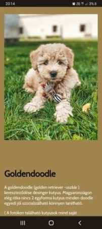 Goldendoodle maltipoo cockapoo cavapoo uszkár hibrid doodle poo retriever poodle hund