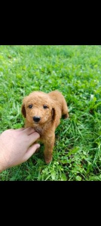 Golden retriever uszkár Goldendoodle