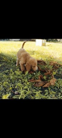 Golden retriever uszkár Goldendoodle