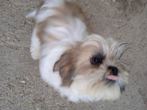 shi tzu