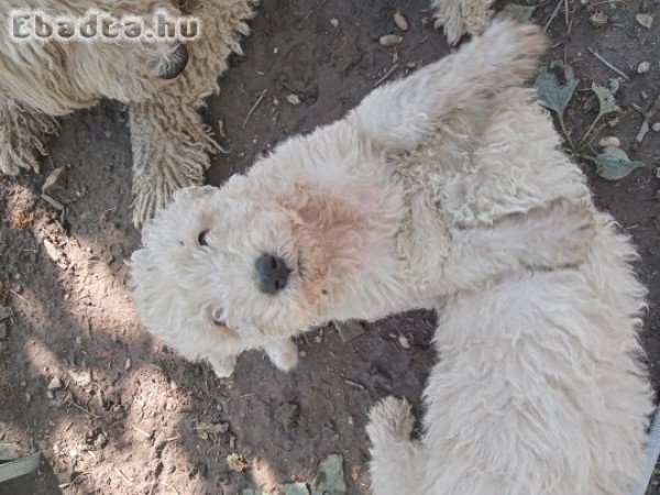 Komondor kiskutyák eladó