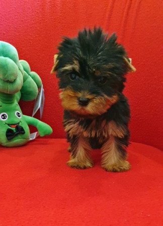 Yorkshire terrier