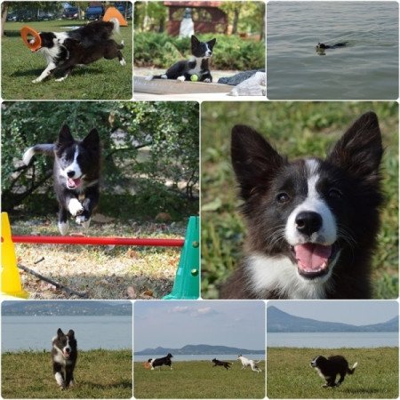 Border Collie