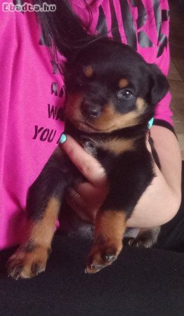 Rottweiler kan kölyök