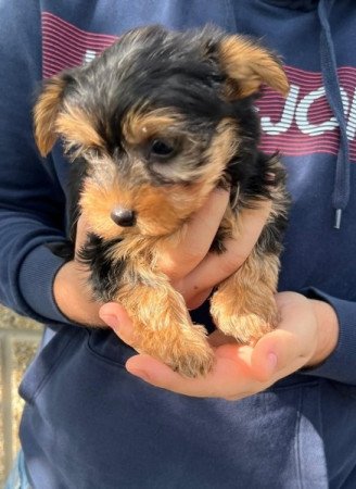 Yorkshire Terrier