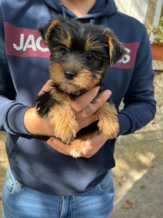 Yorkshire Terrier