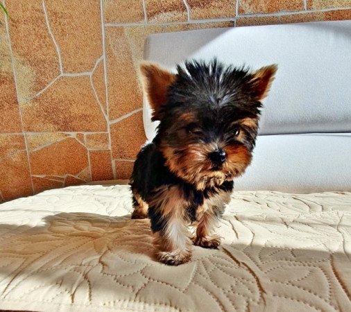 Yorkshire terrier