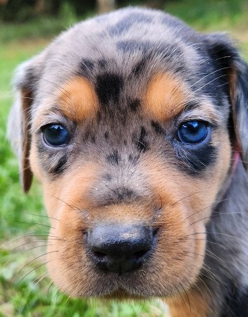 Louisiana Leopárd- Catahoula