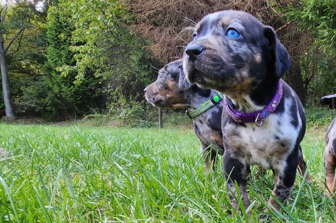 Louisiana Leopárd- Catahoula