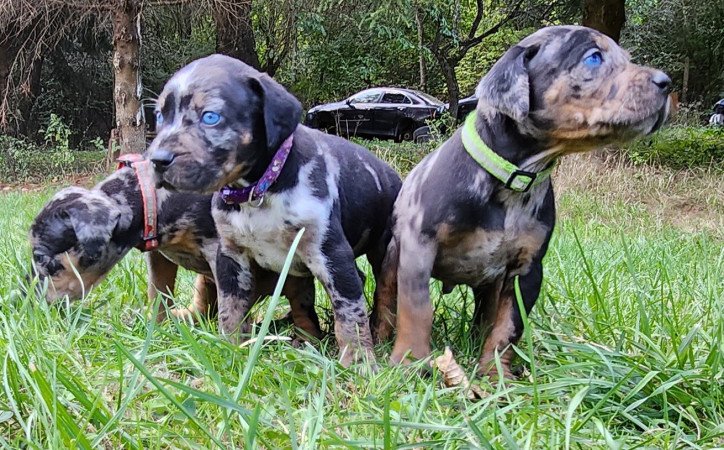 Louisiana Leopárd- Catahoula