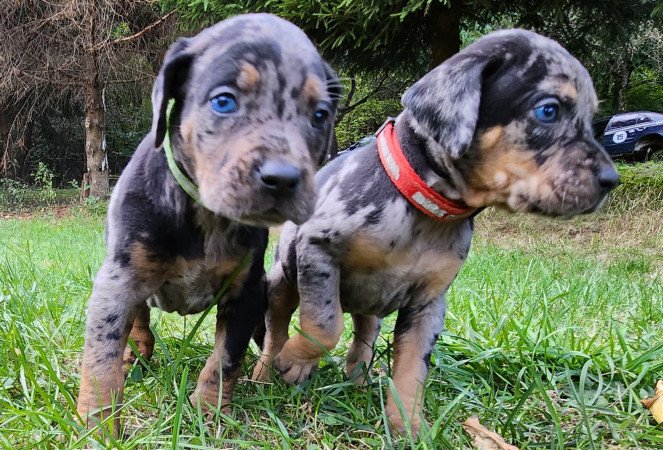 Louisiana Leopárd- Catahoula