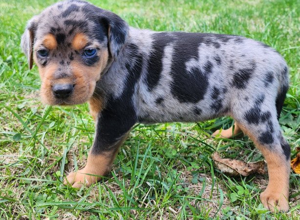 Louisiana Leopárd- Catahoula