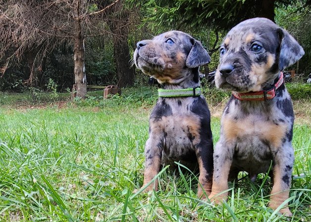 Louisiana Leopárd- Catahoula