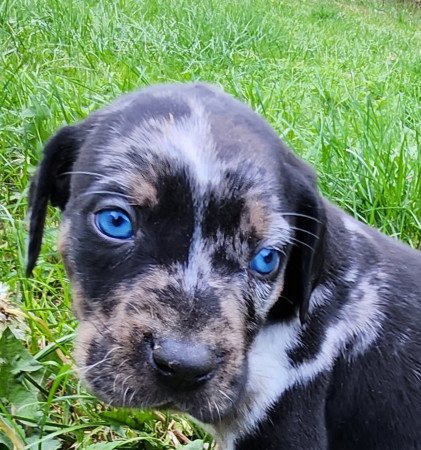 Louisiana Leopárd- Catahoula