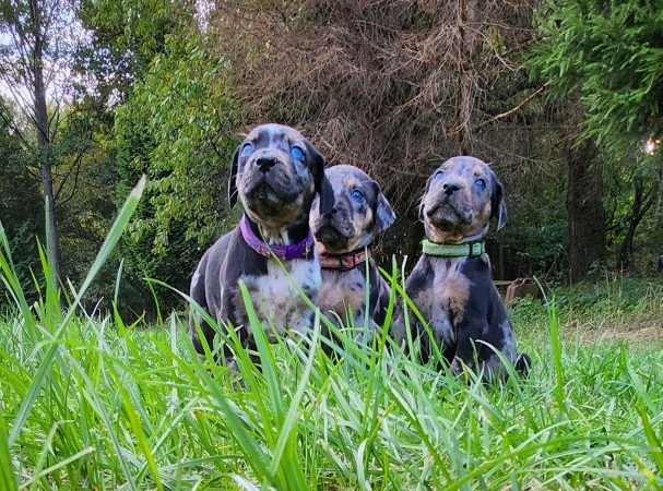 Louisiana Leopárd- Catahoula