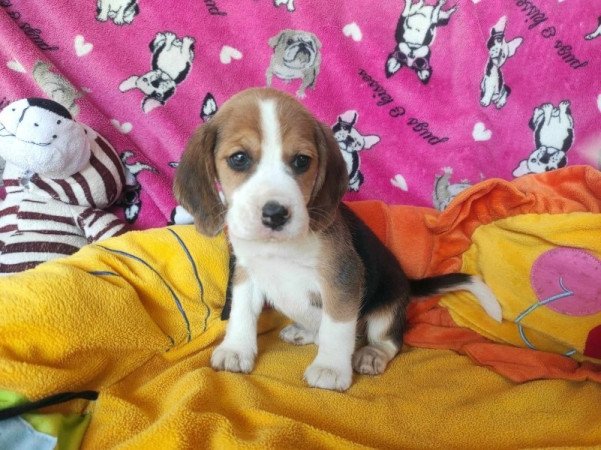 Beagle