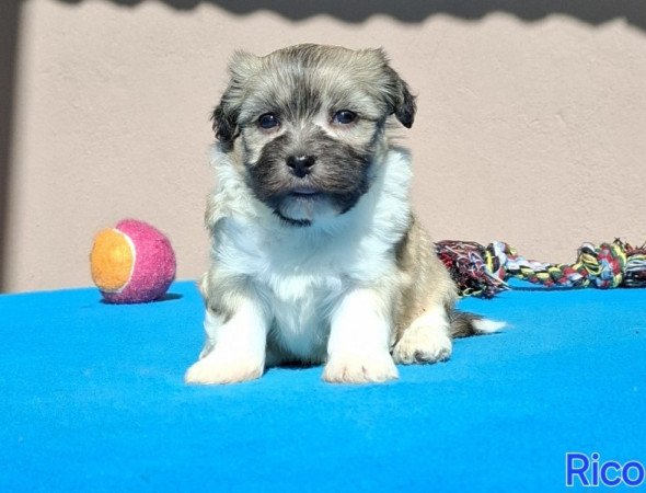 Bichon havanese