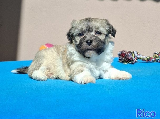 Bichon havanese