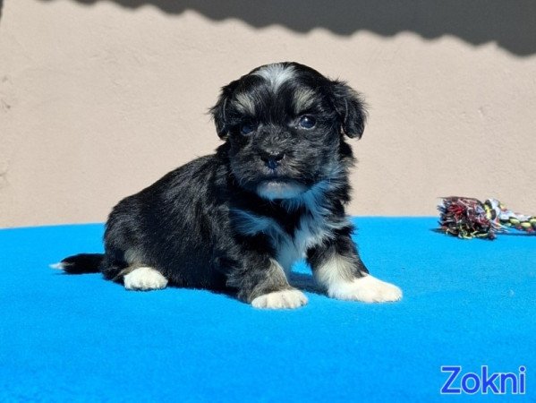 Bichon havanese