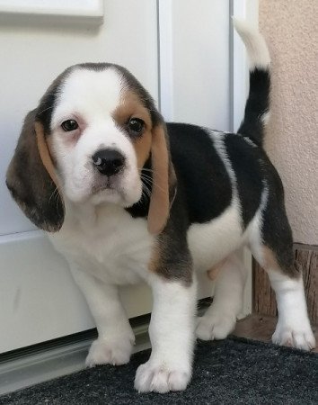 Beagle