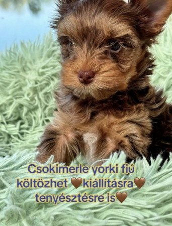 Yorkshire terrier