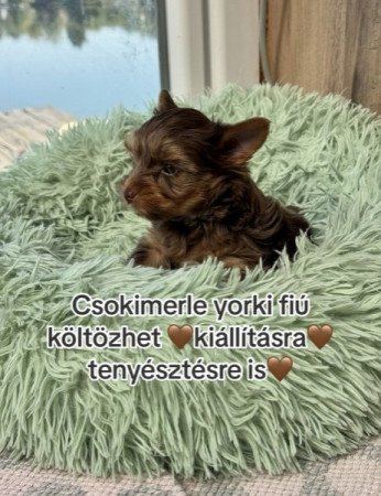 Yorkshire terrier