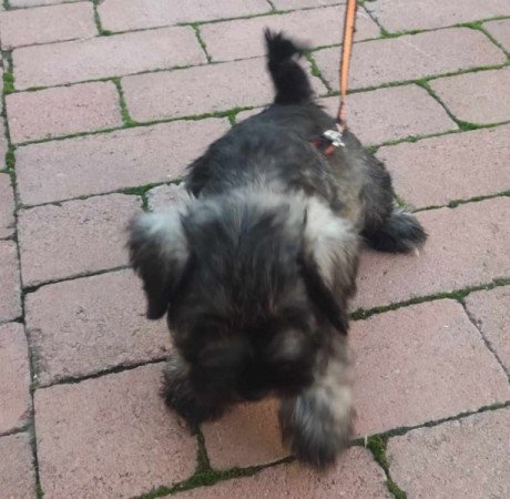 Törpe schnauzer