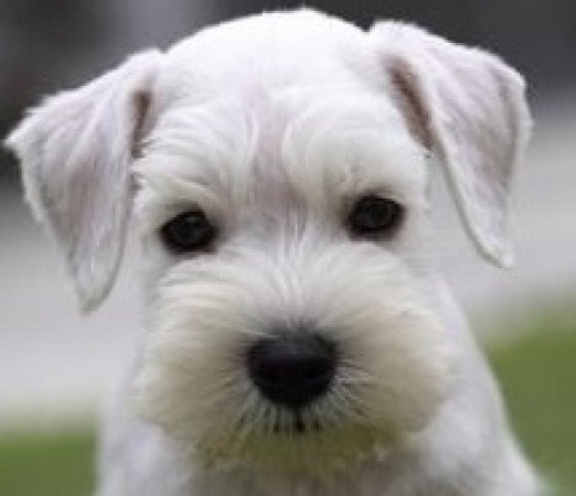 Közép schnauzer