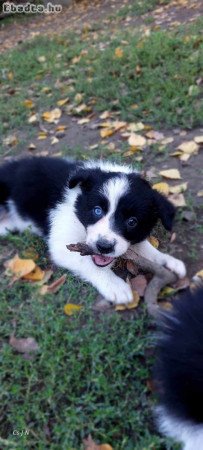 Border Collie kiskutyákó