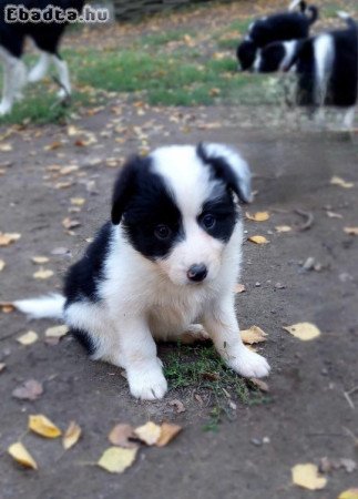 Border Collie kiskutyákó