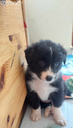 Border Collie kiskutyákó