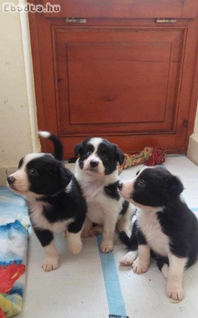 Border Collie kiskutyákó