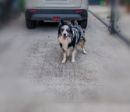 Border Collie