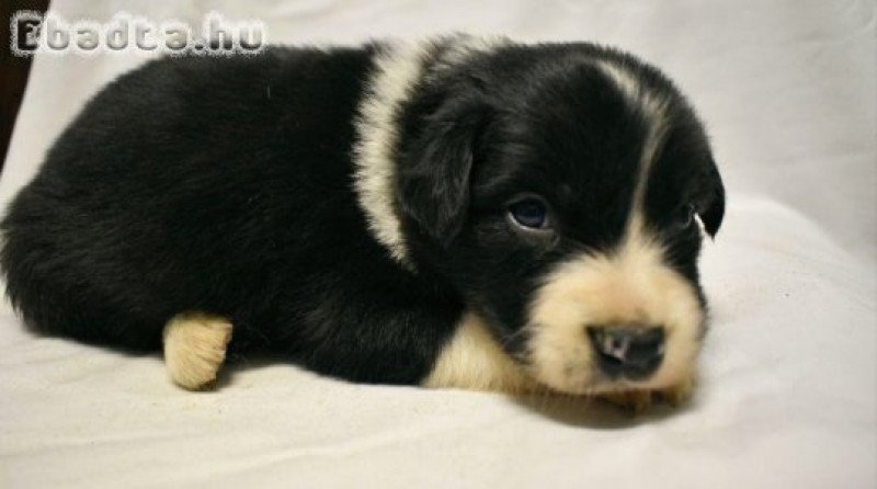 Border collie kiskutyák