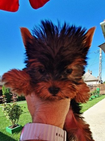 Yorkshire terrier