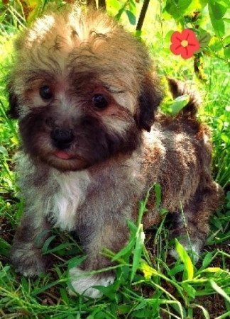 Bichon havanese